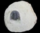 Spiny Leonaspis Trilobite - Morocco #64416-7